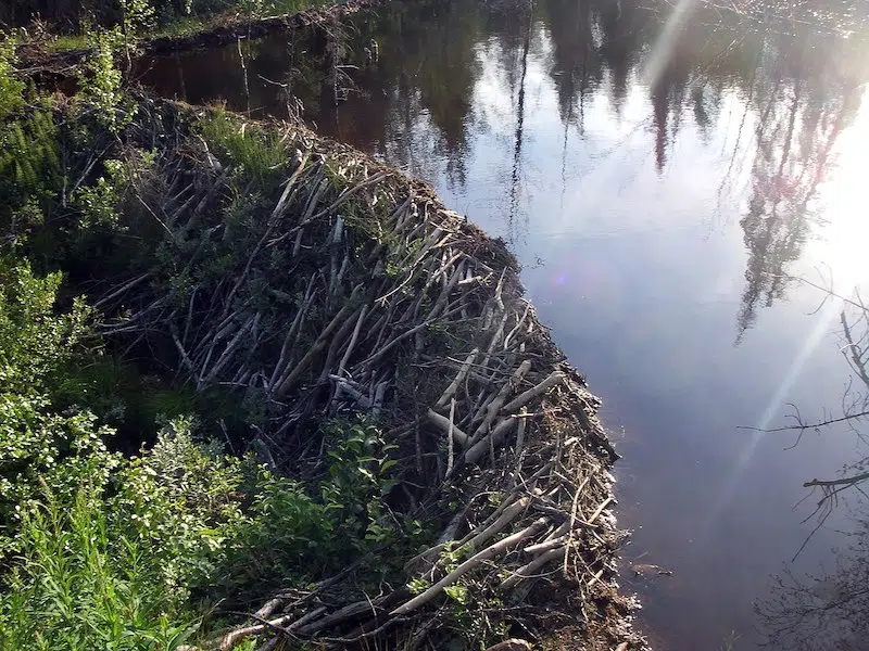 Beavers construct dam in the Czech Republic, saving millions