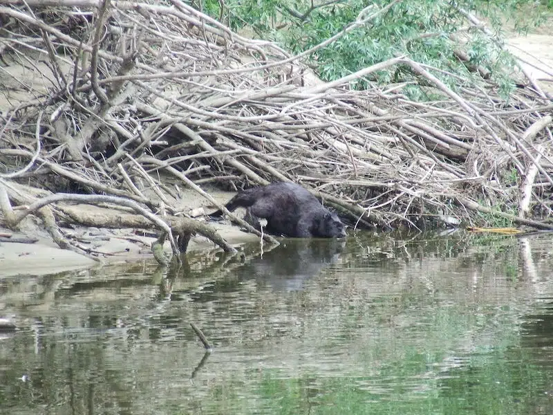 Beavers construct dam in the Czech Republic, saving millions