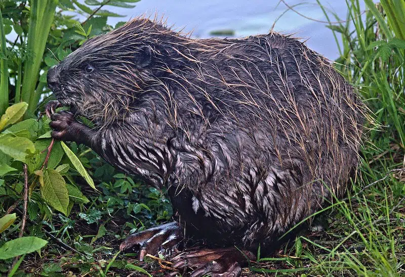 Beavers construct dam in the Czech Republic, saving millions