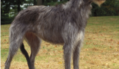 Denmark plans to set criteria for dog breeding to avoid diseases