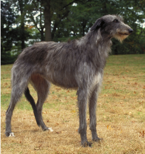 Denmark plans to set criteria for dog breeding to avoid diseases
