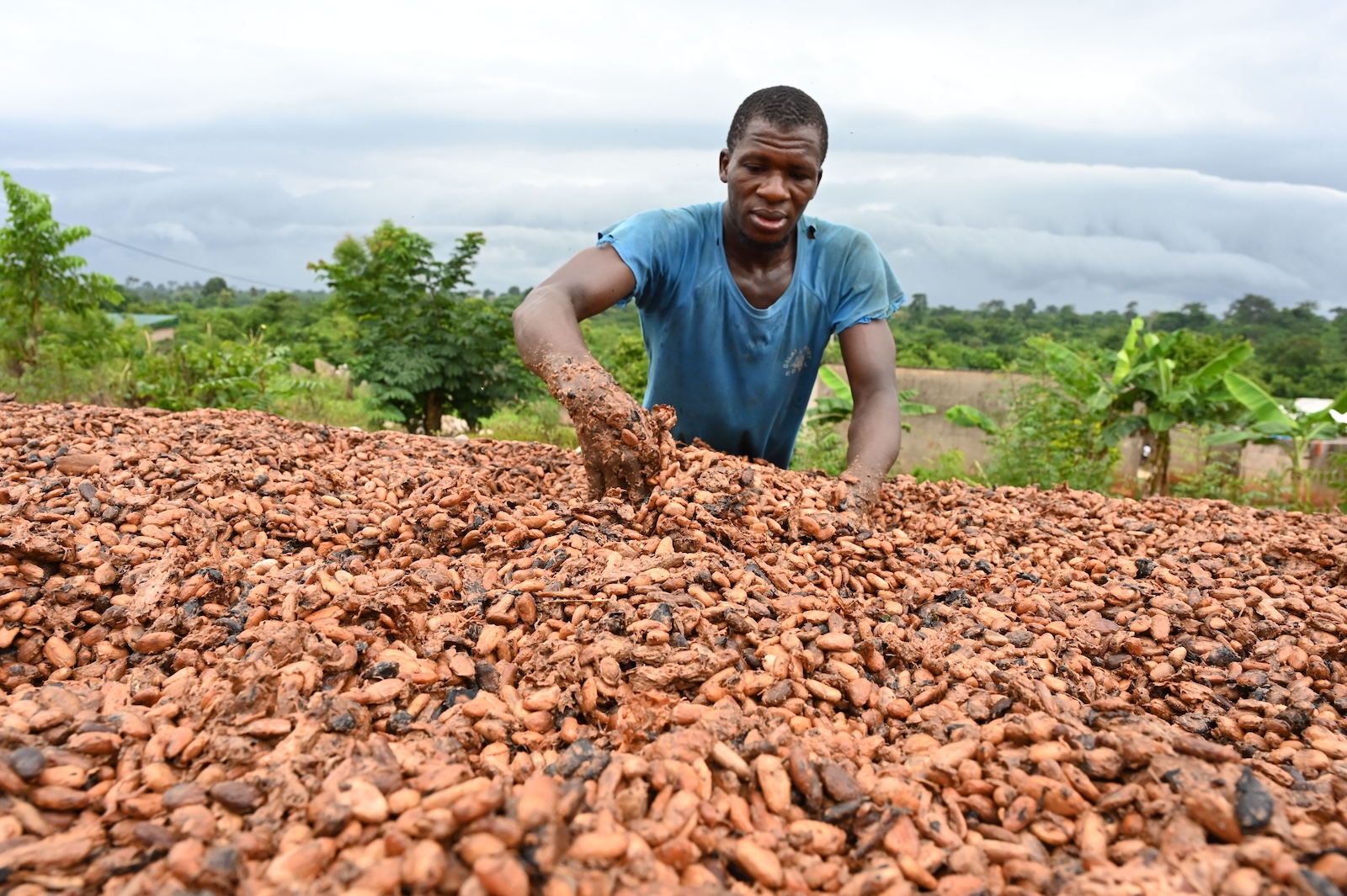 A man dries a big pile of cocoa beans