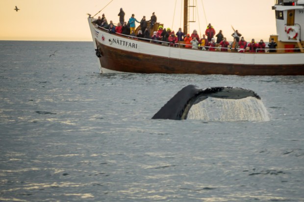 Husavik, Iceland - Whale watching scene near Husavik, northeast Iceland. (Getty Images)