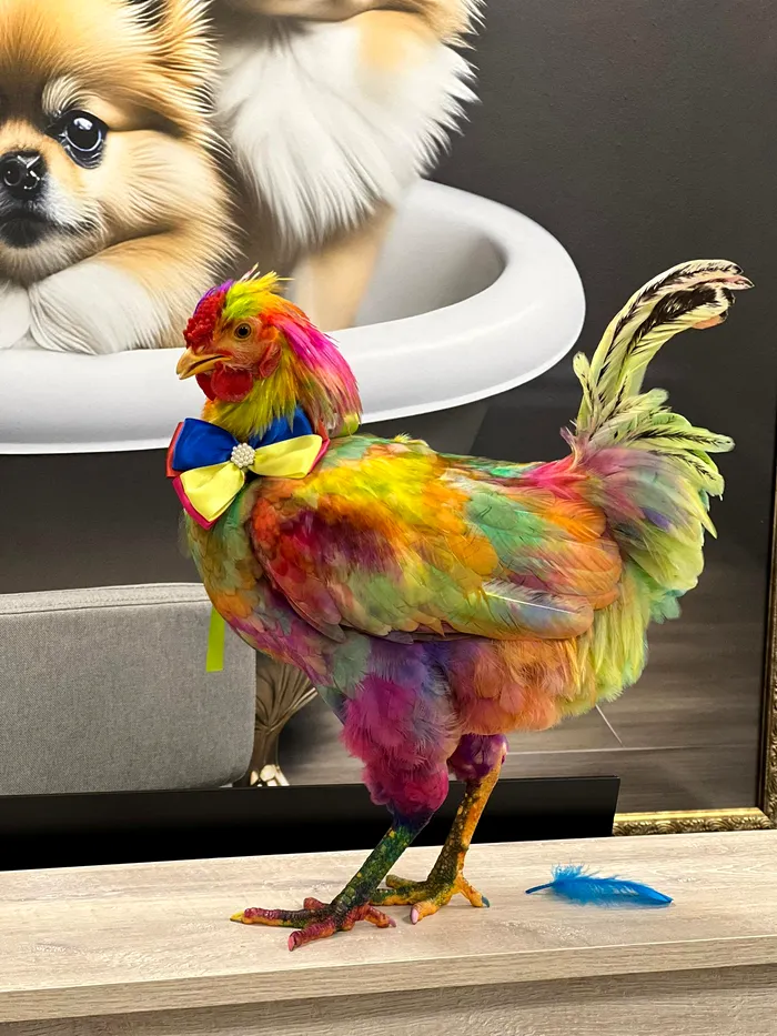 Primul cocoș din România vopsit profesionist e gata să plece în lume