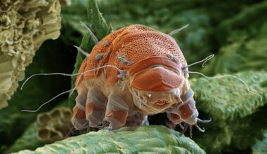 Perspective: The utility of animal models to inform the next generation of human space exploration. Image Credit: TajdidProtik / Shutterstock