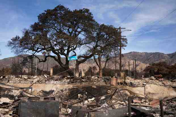 An oak tree stands amongst destroyed homes in the Eaton...