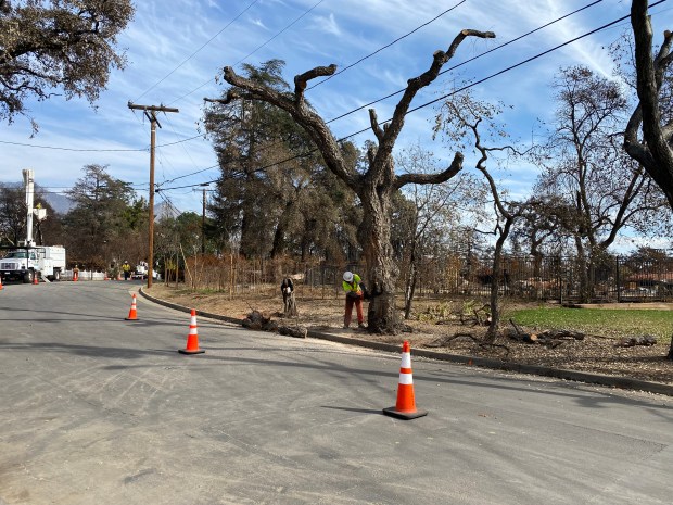 Crews cut down fire damaged trees in an Altadena neighborhood...