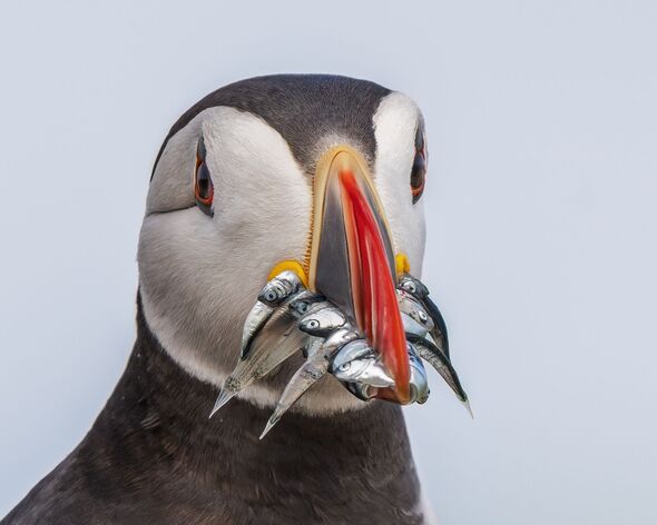 Close-up of atlantic puffin against white background