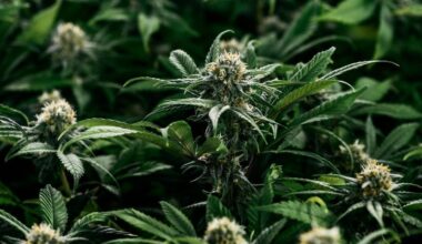 La Suisse réfléchit à légaliser le cannabis pour les adultes