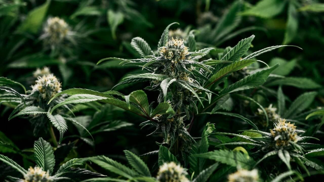 La Suisse réfléchit à légaliser le cannabis pour les adultes