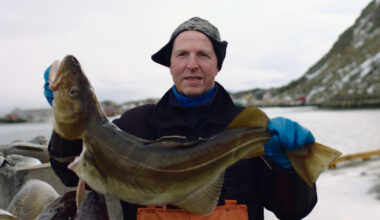 First week of serious volume on Norway's fresh cod auction fails to stop prices rising again