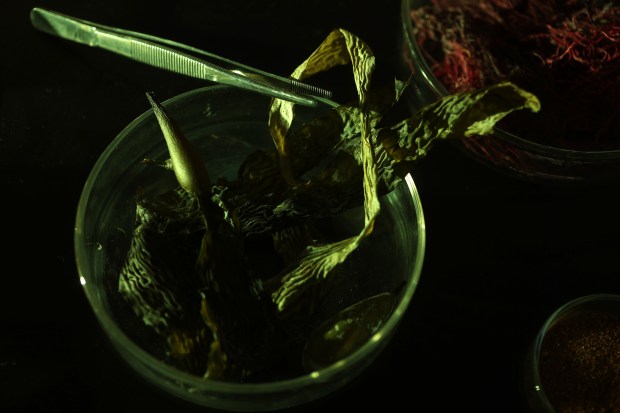 Seaweed at the Sway company lab on Wednesday, Nov. 27,...