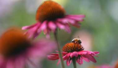 UDAF offering pollinator grants to help declining native population