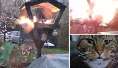 ‘It made me feel physically sick’: Cat owner’s fury at parish councillor accused of trying to ‘blow up’ beloved pet