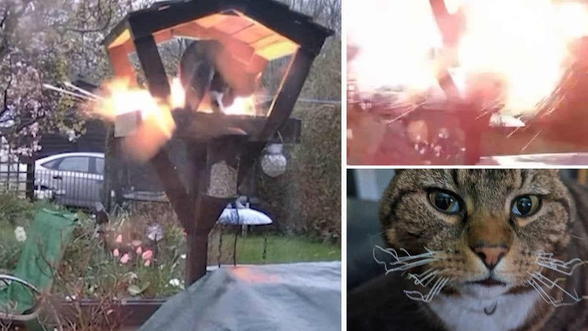 ‘It made me feel physically sick’: Cat owner’s fury at parish councillor accused of trying to ‘blow up’ beloved pet