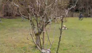 Apfelbaum, letztes Jahr gepflanzt, was muss ab?