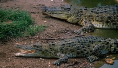 Australia, Darwin, Crocodylus Park (museum &amp; Research Center), Saltwater Crocodiles.