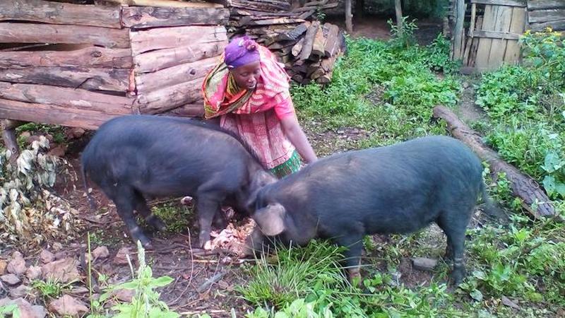 Climate Change In African Mountains Has Much More Impact Than We Thought – Eurasia Review