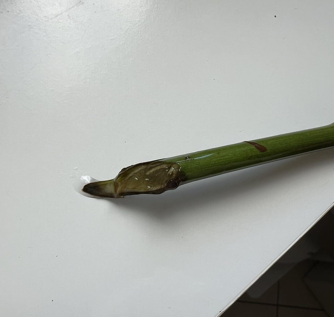 Schlägt meine 2€ Rose wurzeln?