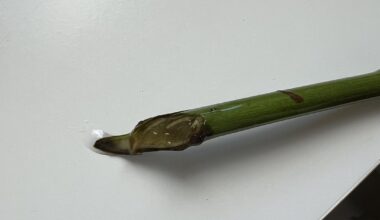 Schlägt meine 2€ Rose wurzeln?