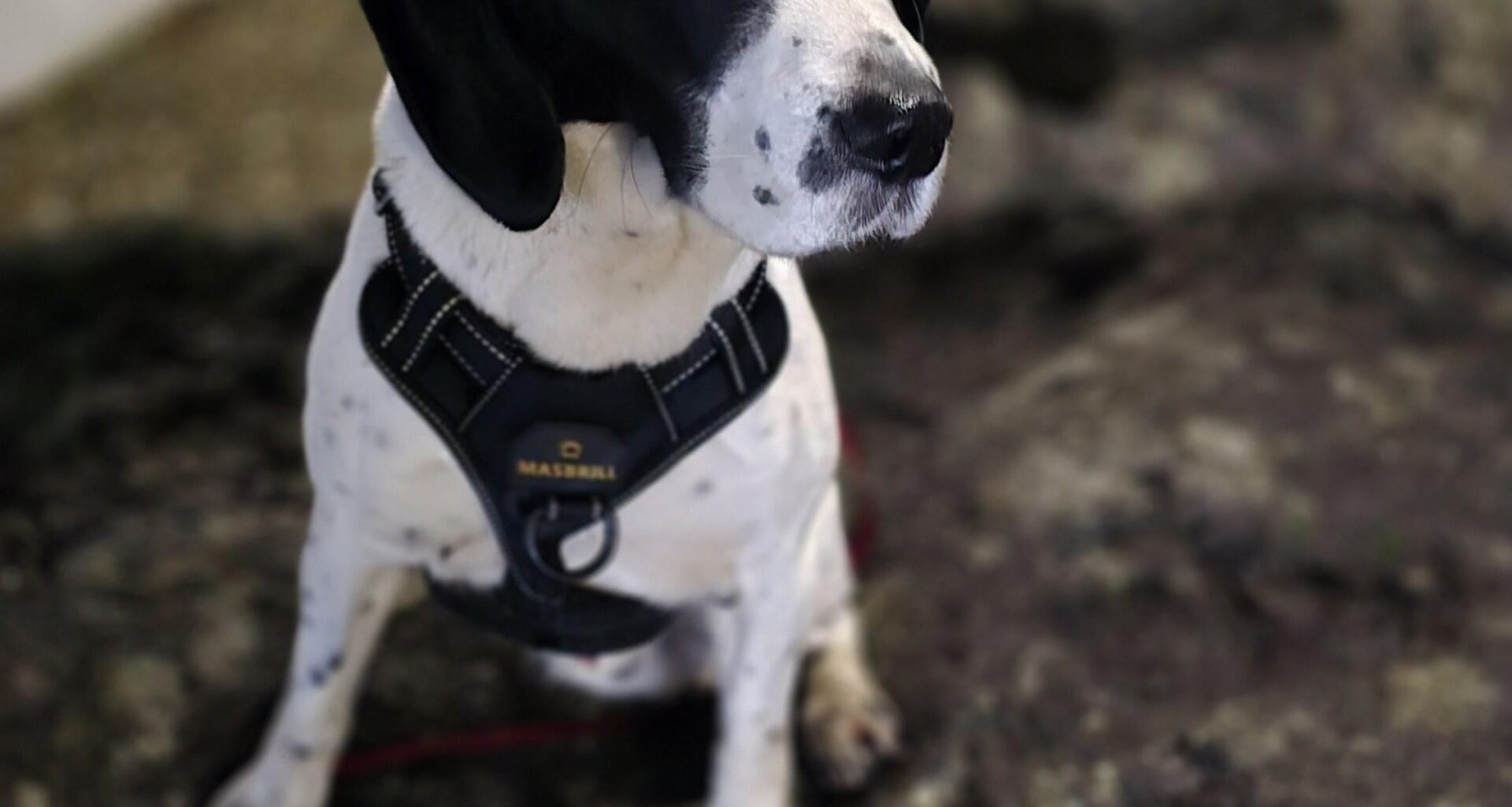 Dog's harness broke and is missing. 3 legged Beagle Spaniel in Antrim Six Mile. Please let me know if anyone finds him.