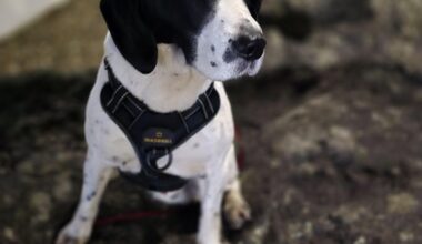 Dog's harness broke and is missing. 3 legged Beagle Spaniel in Antrim Six Mile. Please let me know if anyone finds him.