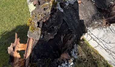 Kirschbaum fällen?