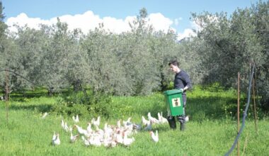 Retired hens are living their best lives, and helping save Cyprus’ olive groves, KNEWS
