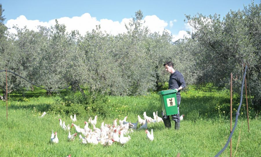 Retired hens are living their best lives, and helping save Cyprus’ olive groves, KNEWS
