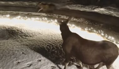 Young Moose Slips Down Icy Hill in Norway as Mom Looks on