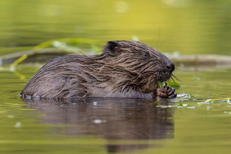 Eurasian beaver biting leaves in green water in spring