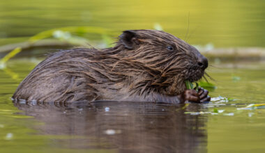 Beavers Build Dam and Save Czech Republic $1.2 Million