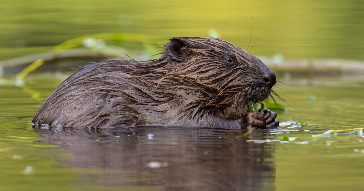 Beavers Build Dam and Save Czech Republic $1.2 Million