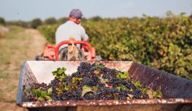 Foreign Berry Pickers to Enter Finland as Seasonal Workers From Now On