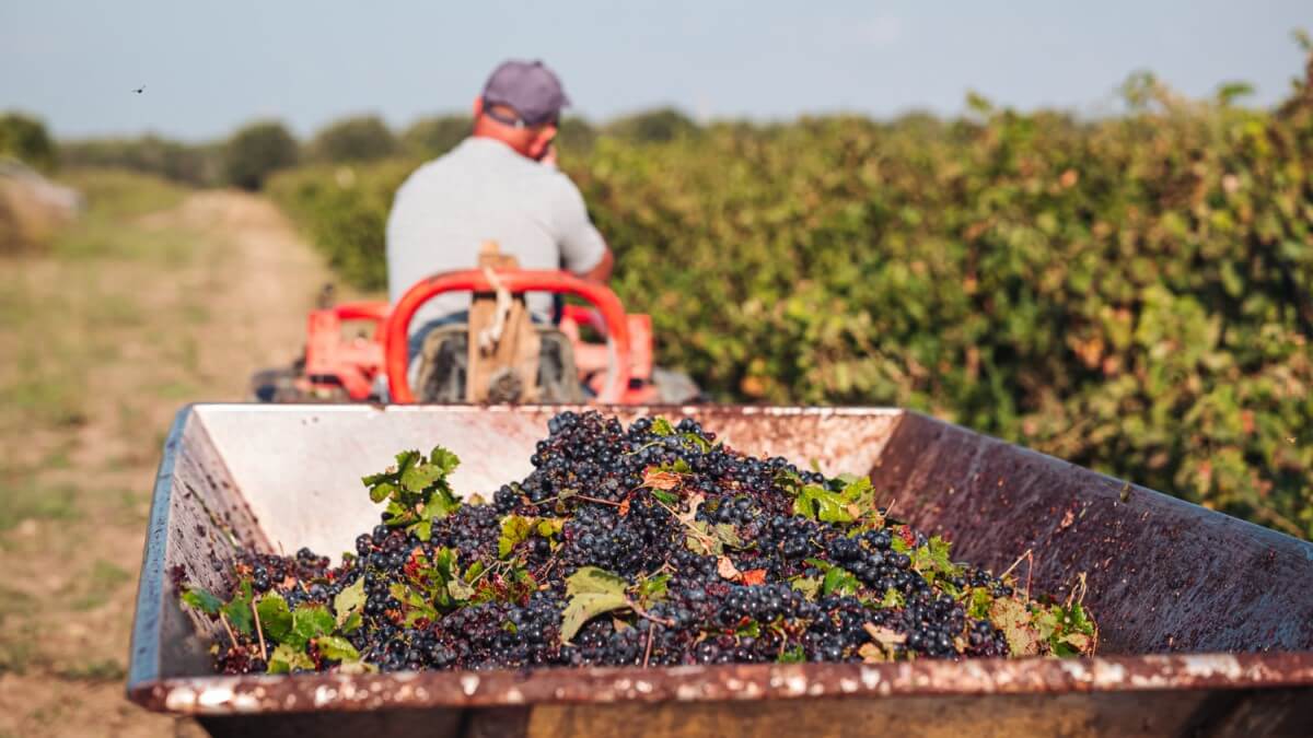 Foreign Berry Pickers to Enter Finland as Seasonal Workers From Now On