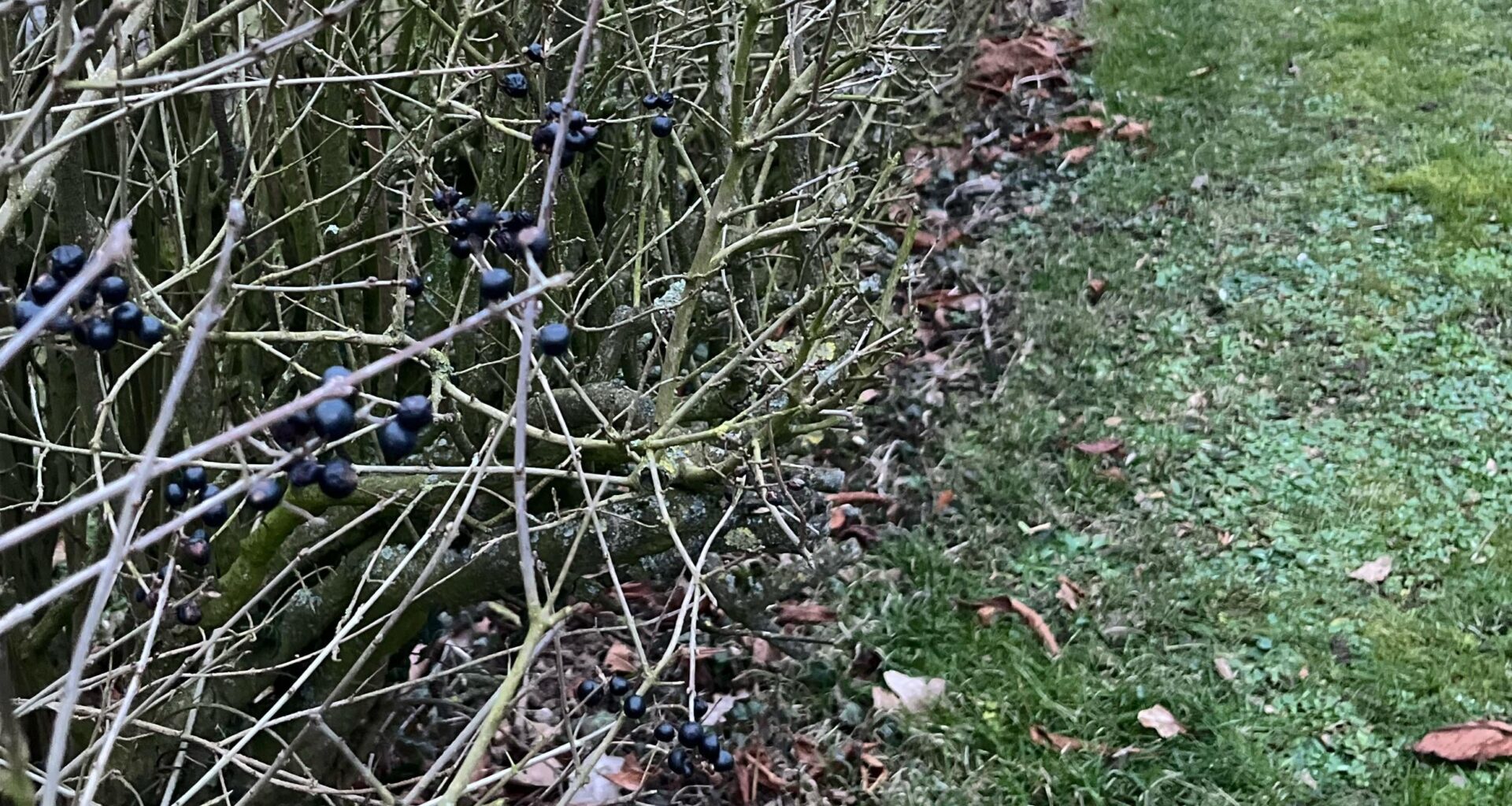 Was für eine Hecke ist das? Sind die Beeren giftig?
