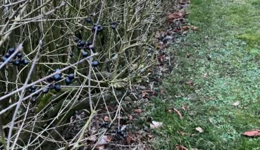Was für eine Hecke ist das? Sind die Beeren giftig?