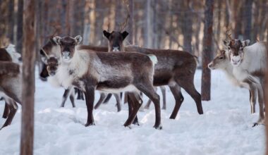 Katastrofstöd till samebyar – vädret ställer till det