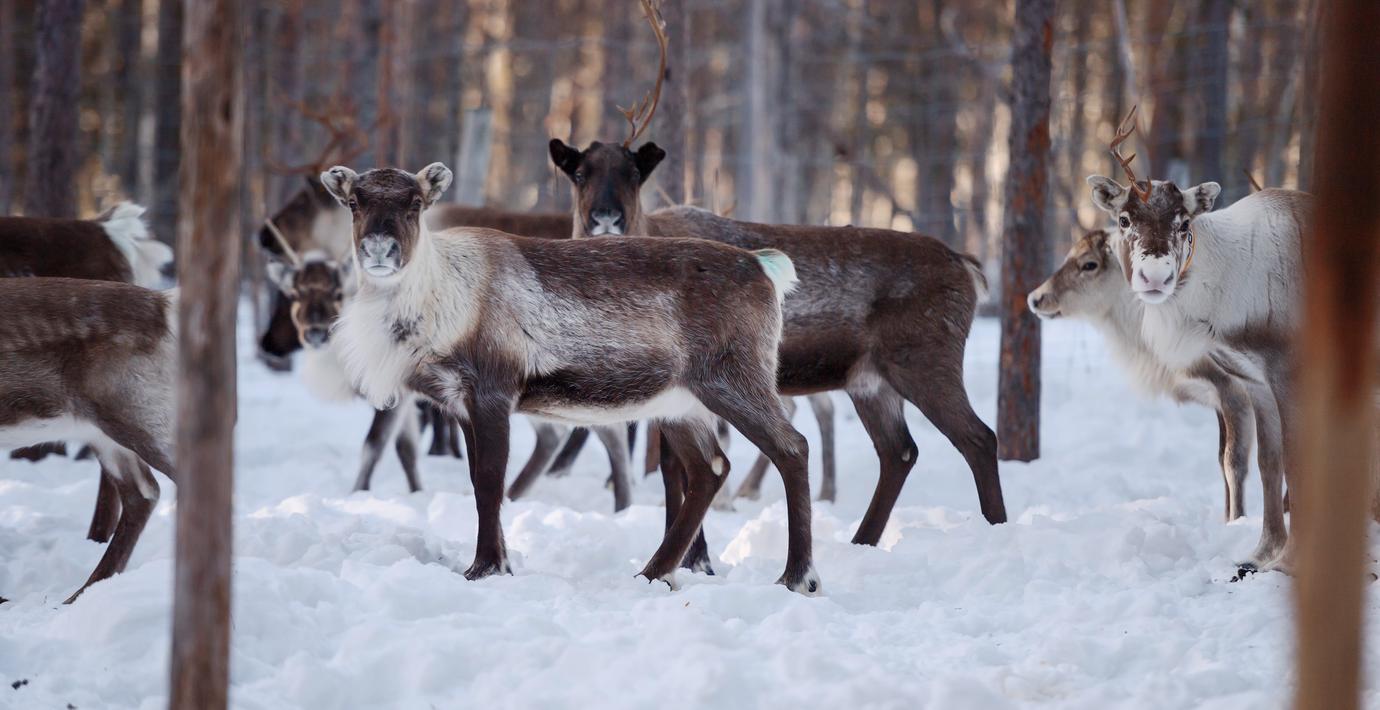 Katastrofstöd till samebyar – vädret ställer till det