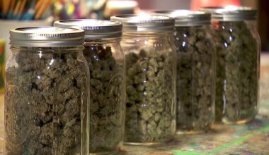 Minnesota to start accepting cannabis business license applications this month