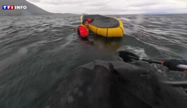 "J'ai eu très peur" : au Chili, l'effroyable expérience d'un kayakiste avalé puis recraché par une baleine