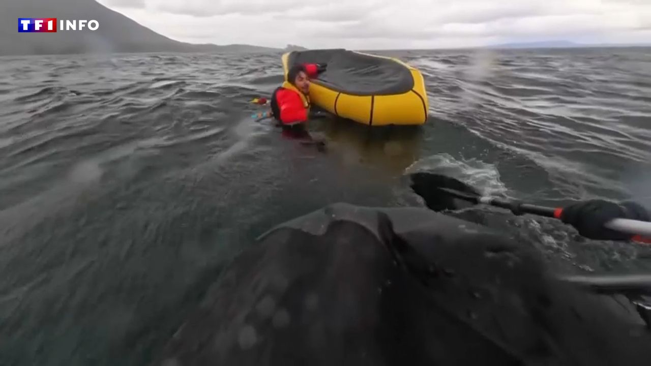"J'ai eu très peur" : au Chili, l'effroyable expérience d'un kayakiste avalé puis recraché par une baleine