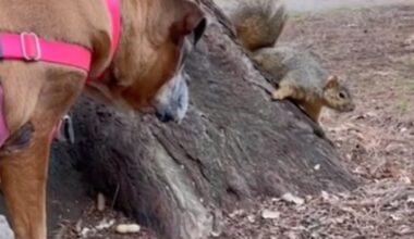 jusqu'au jour où un écureuil réalise l'inimaginable (vidéo)