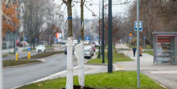 Wypadek na Sokratesa. Samochód potrącił kobietę na pasach - Aktualności