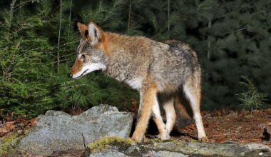 Preventing conflicts with coyotes during mating season