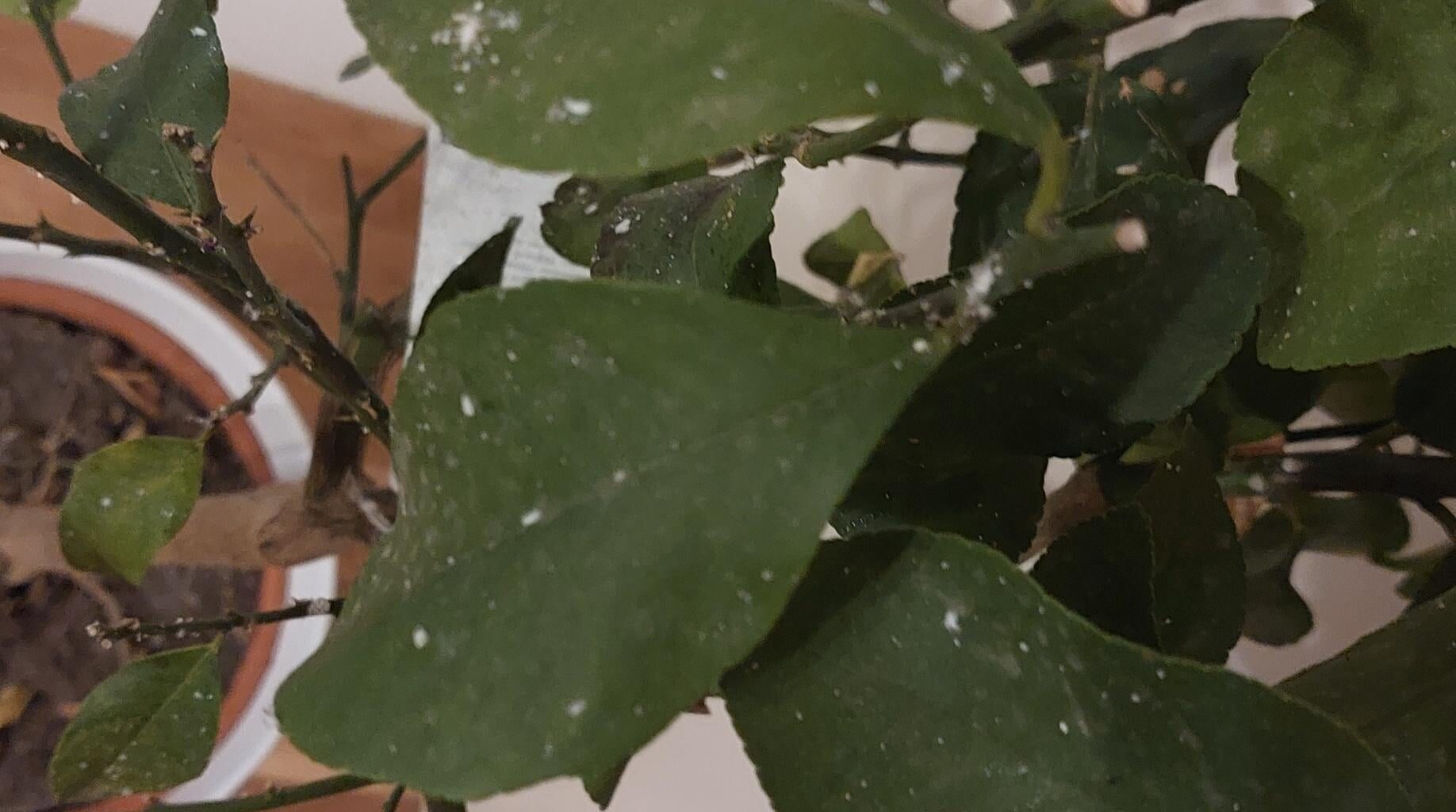 Was hat unser Zitronenbaum?