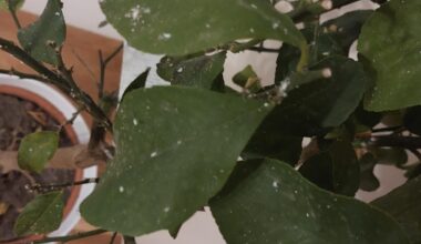 Was hat unser Zitronenbaum?