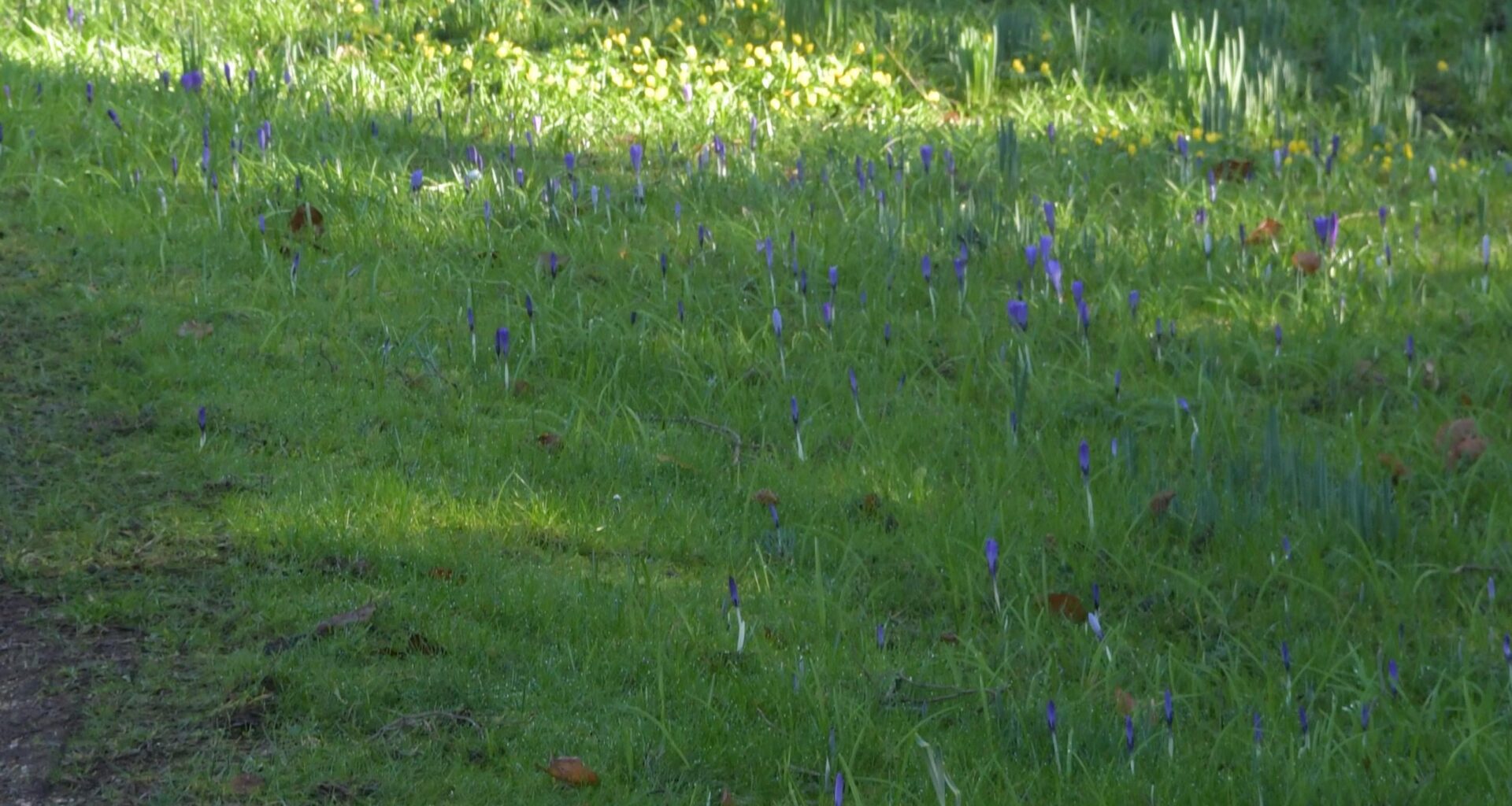 Don't panic but 'things' are coming out of the ground!! Lacock Abbey, Wiltshire.