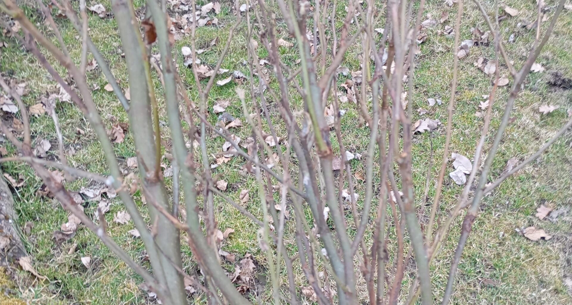 Apfelbaum bildet seltsame Triebe