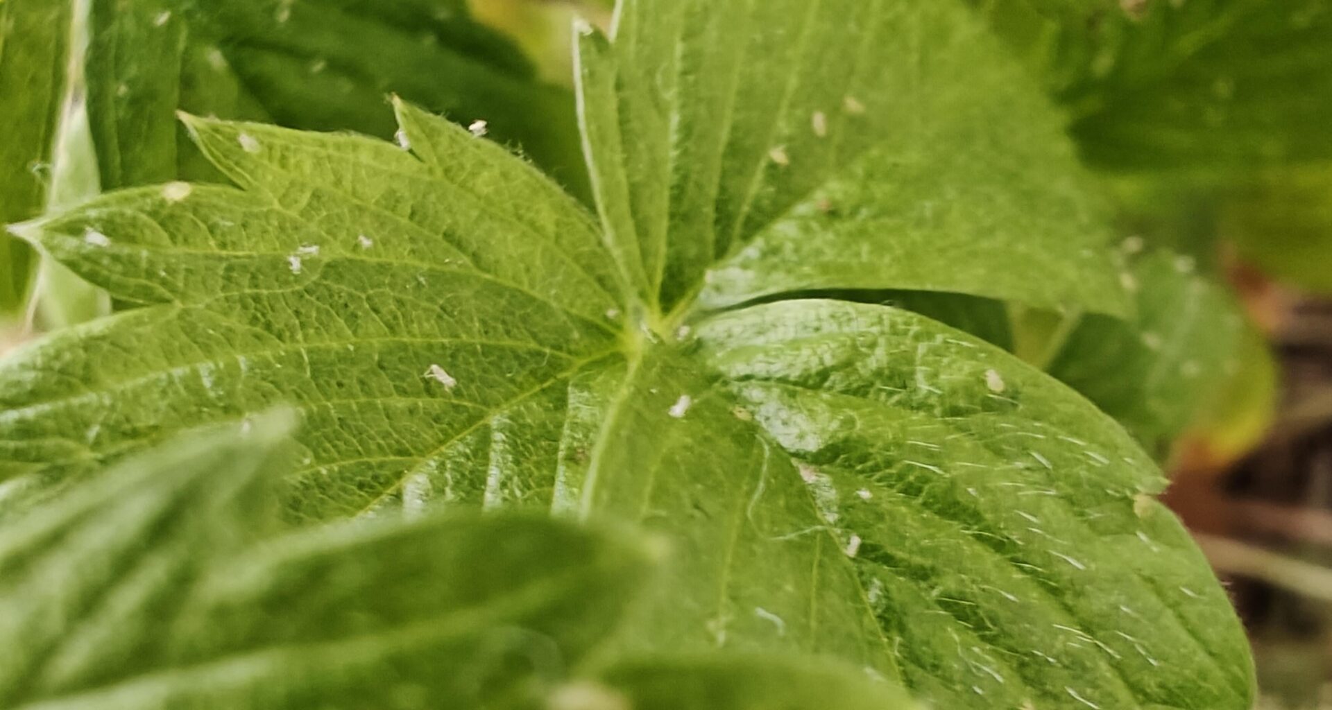 Was ist auf meiner Erdbeere?